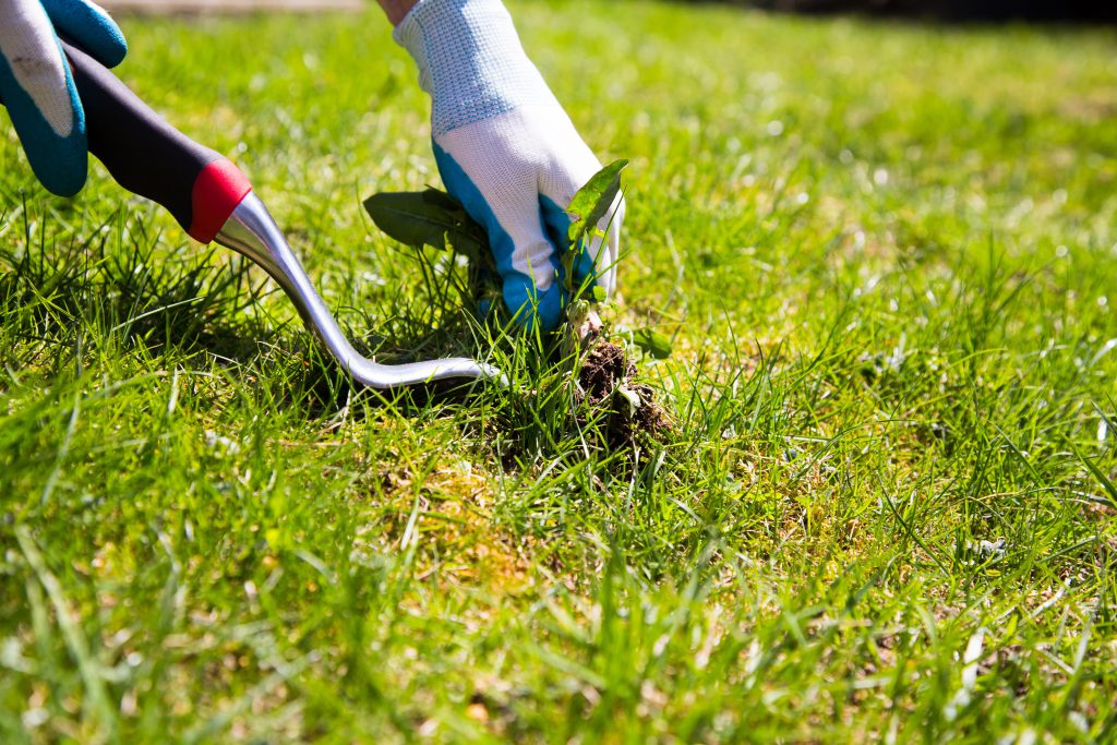 Landscaping Services - Garden Care